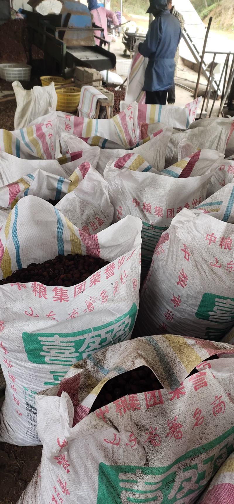 金樱子无硫烘干全干货~全红投料，饮片，泡酒可用