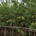出售4-8公分红花紫荆,需要的老板联系,奇待与您共赢