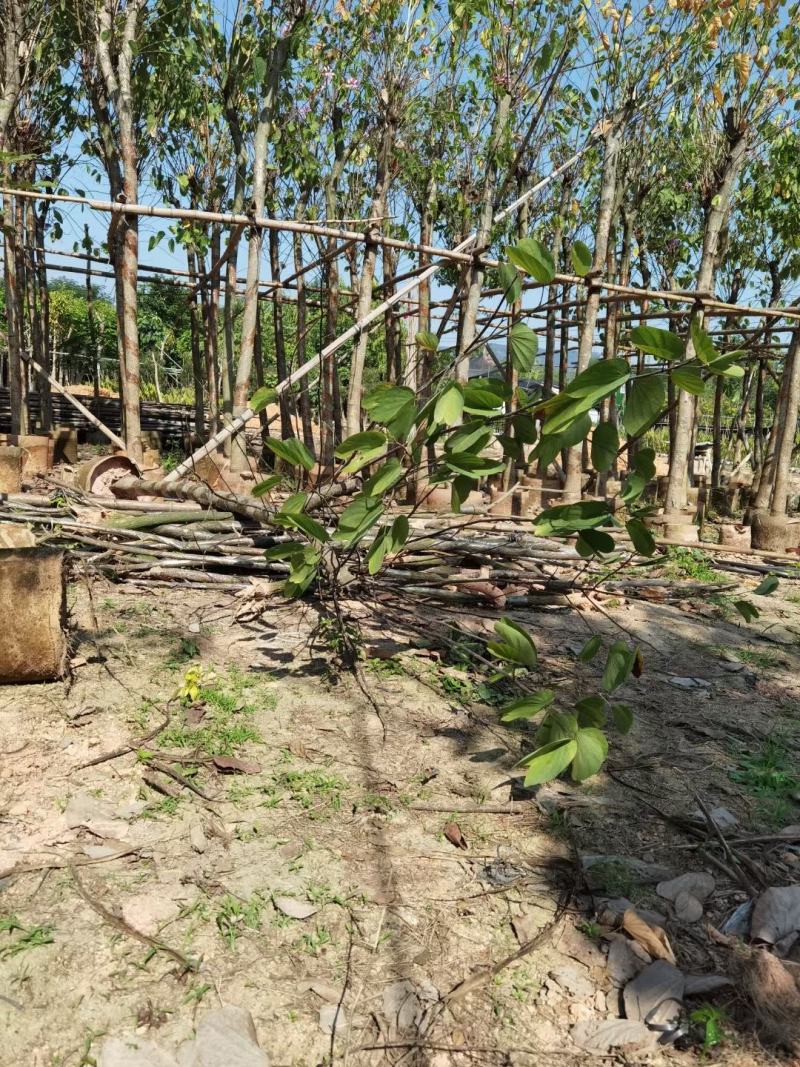 出售4-8公分红花紫荆，需要的老板联系，奇待与您共赢