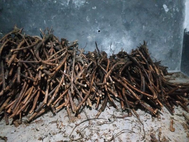大量出售红刺藤苗木