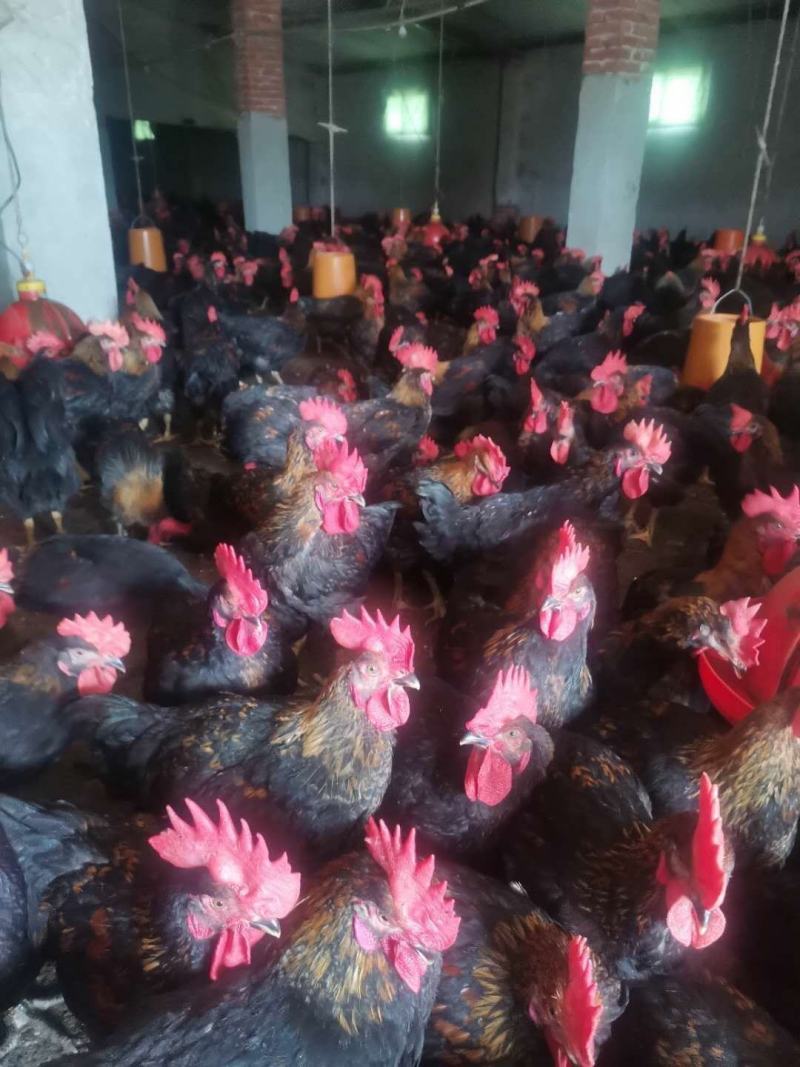 常年批发，土鸡，肉鸡，