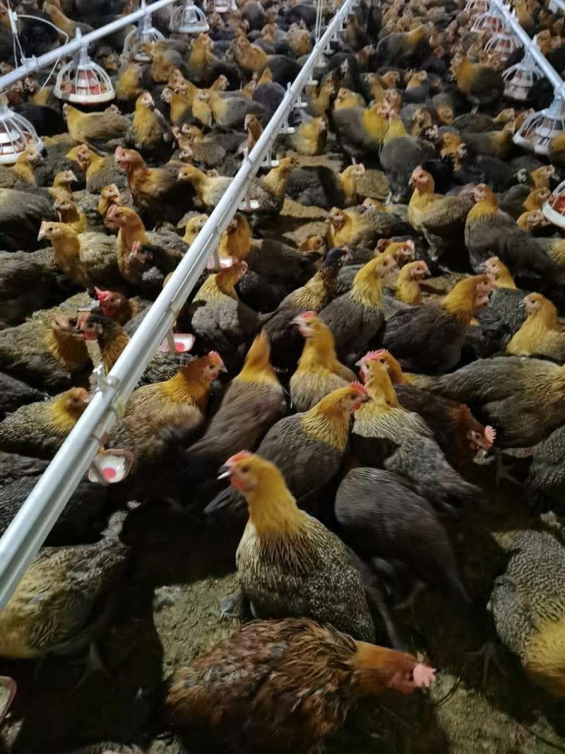 常年批发，土鸡，肉鸡，