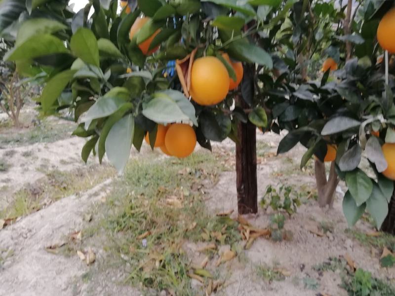 【江西脐橙】赣南脐橙，橙子当季水果十斤一件，二十斤一件