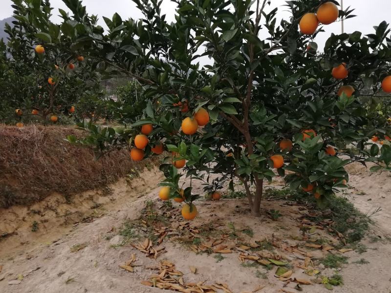 【江西脐橙】赣南脐橙，橙子当季水果十斤一件，二十斤一件