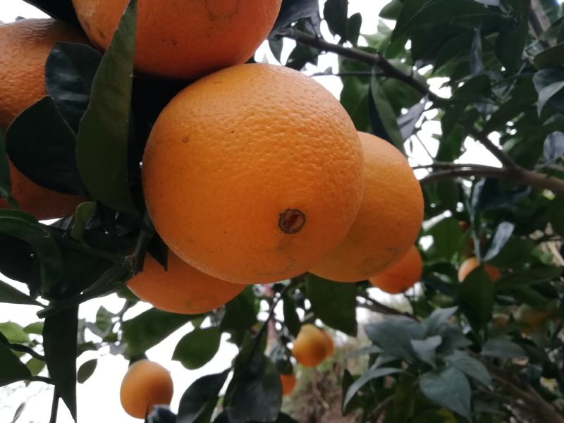 【江西脐橙】赣南脐橙，橙子当季水果十斤一件，二十斤一件