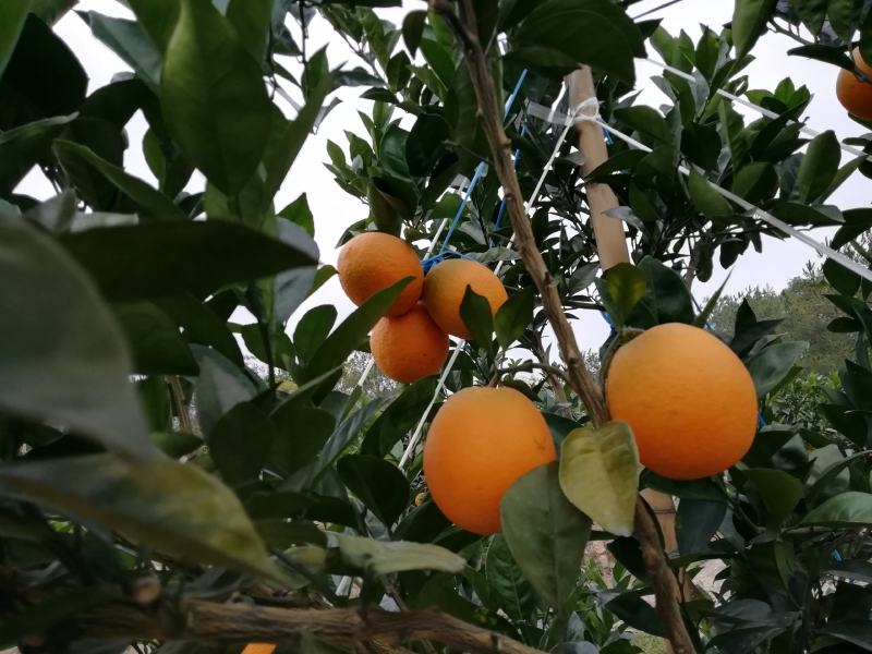【江西脐橙】赣南脐橙，橙子当季水果十斤一件，二十斤一件
