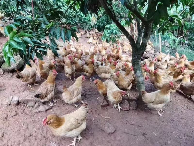 正宗胡须鸡苗，包运费，路损