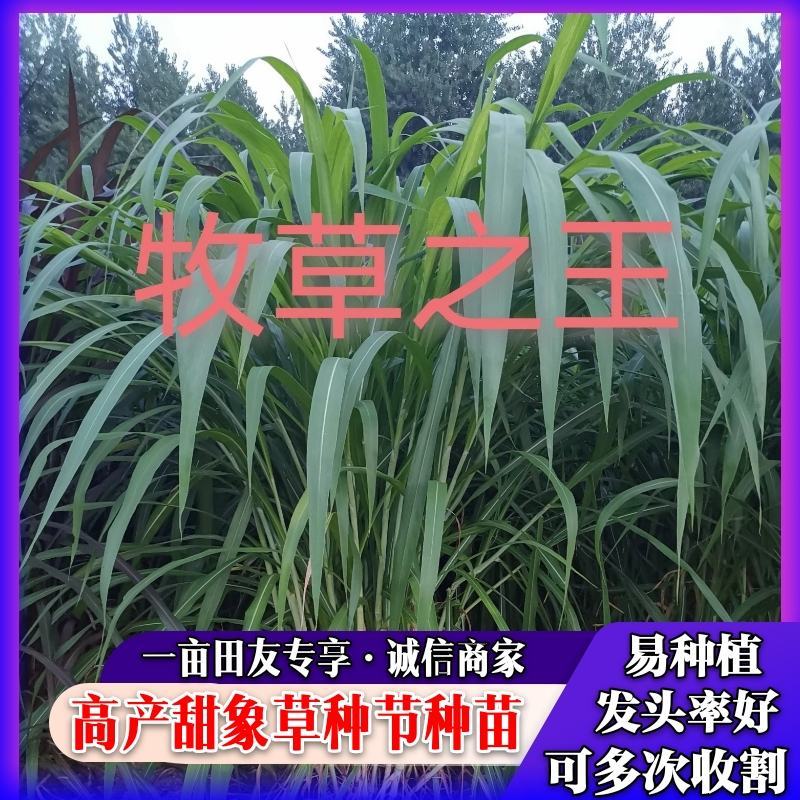 皇竹草种苗种节新型高产牧草种苗，批发包邮量大从优