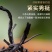 新茶武夷山正山小种红茶花果香醇厚耐泡支持线上保障交易