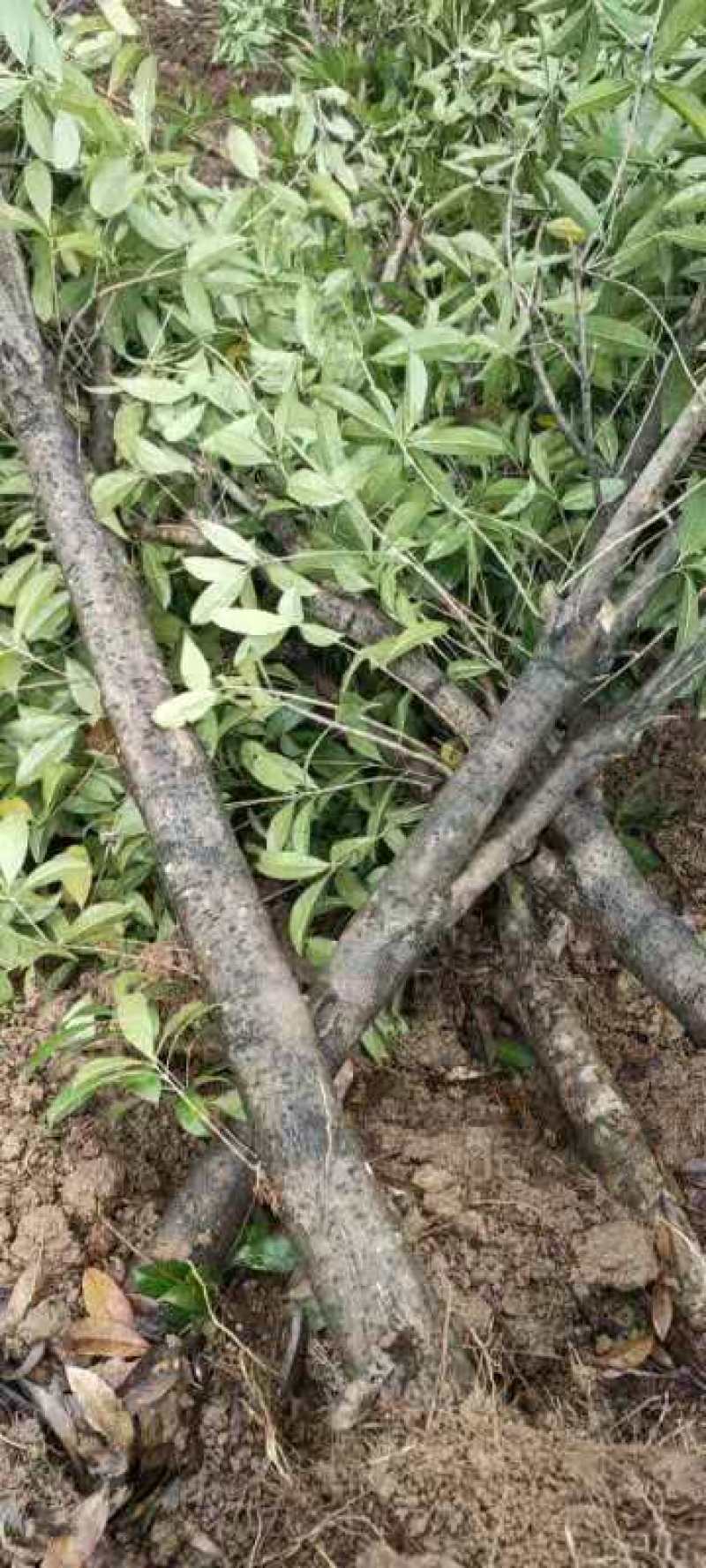大量出售紫薇树苗木
