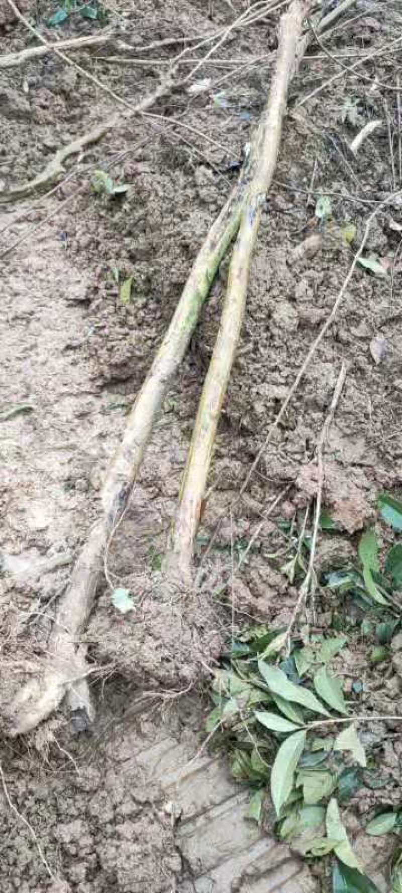大量出售紫薇树苗木