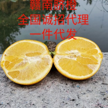 赣南脐橙产地果园现采现发全国包邮发一件代发