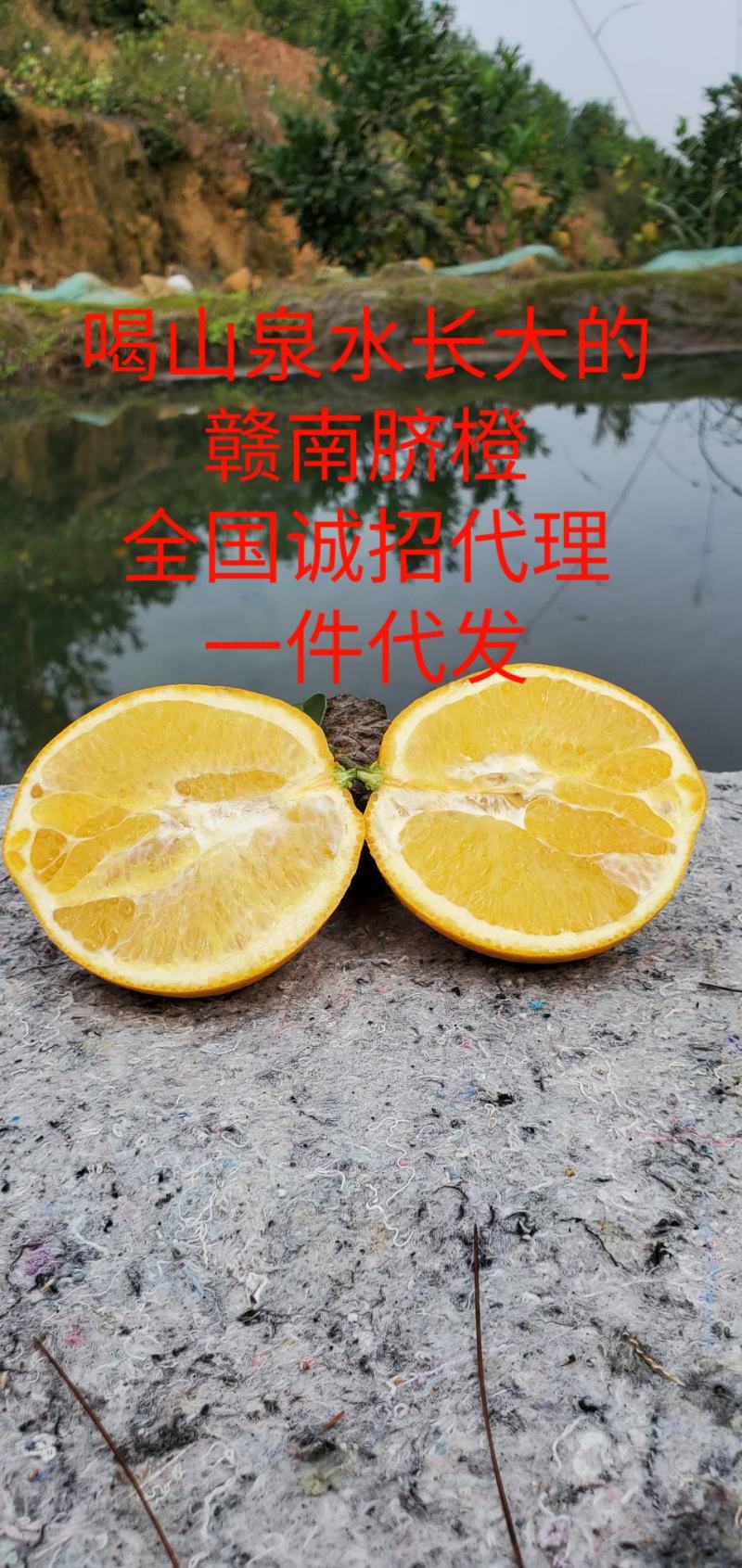 赣南脐橙产地果园现采现发全国包邮发一件代发
