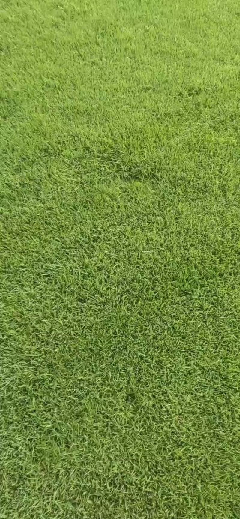 优质绿化精品剪股颖草坪