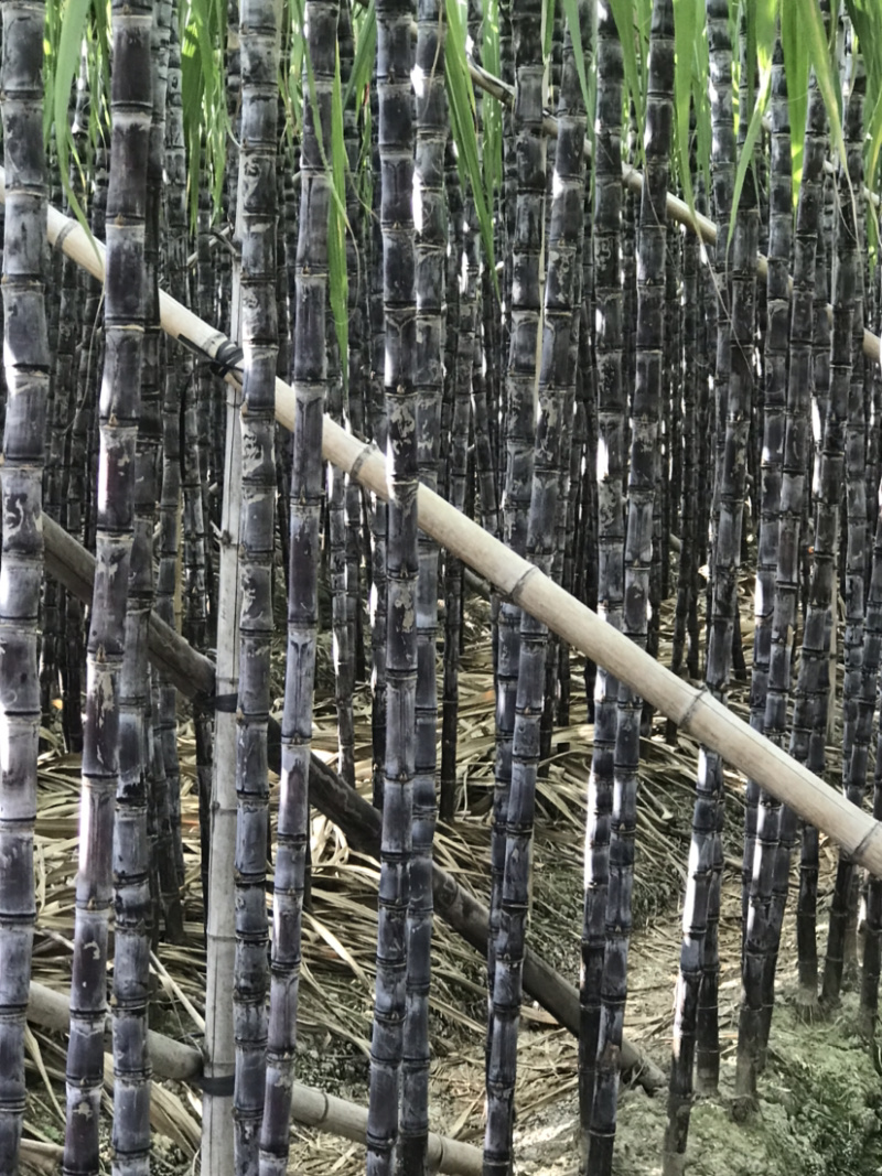 廿庶