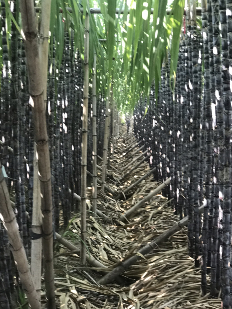 廿庶