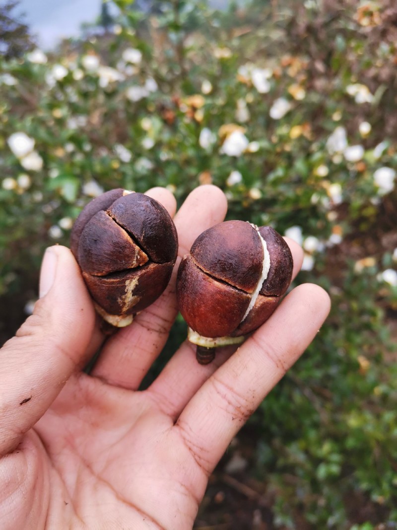 大量贵州高山油茶籽出售