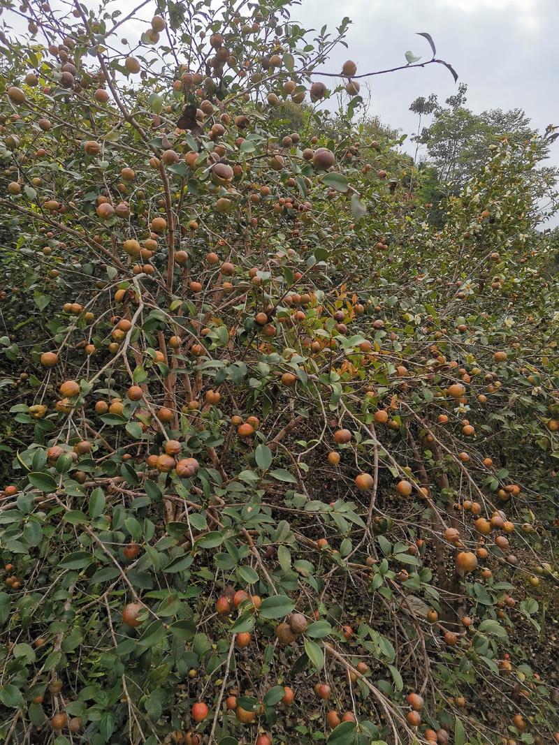 大量贵州高山茶籽出售