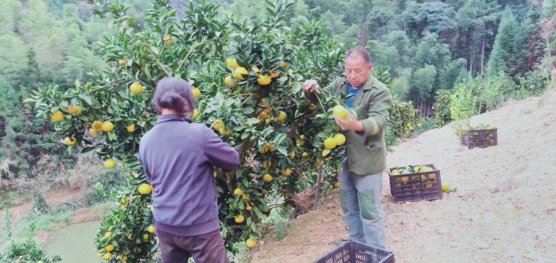 自然成熟建阳桔柚