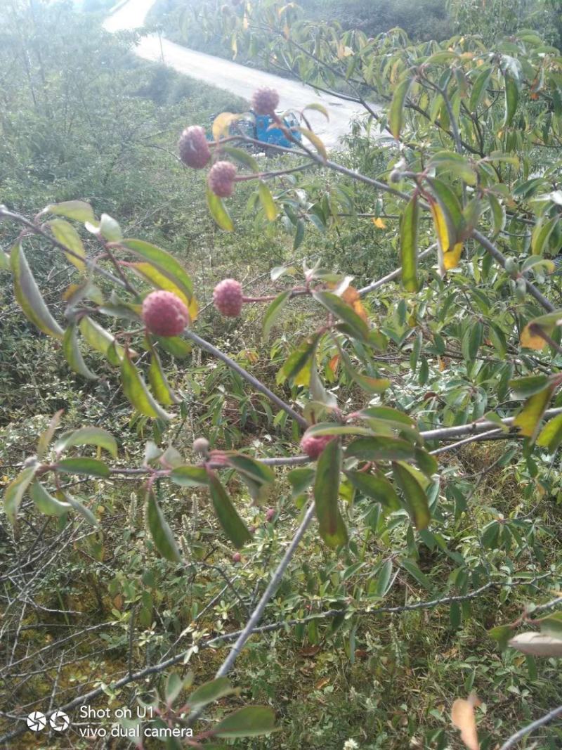 鸡树果树山荔枝盆景地景
