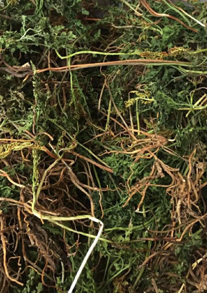 一朵云阴地蕨纯野生无污染水洗干货