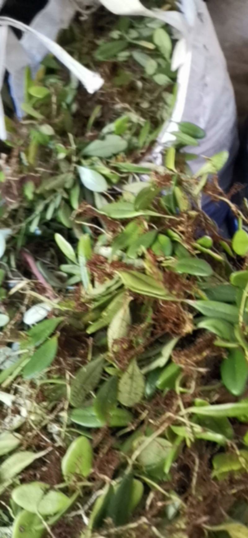抱石莲瓜子金石莲瓜爬石莲