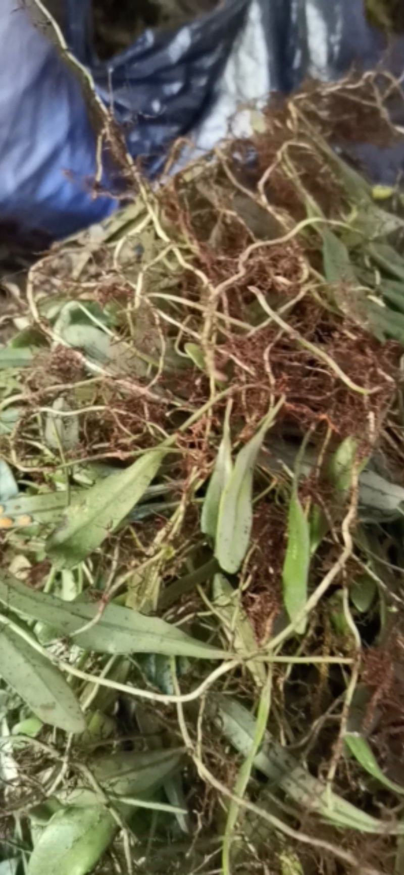 抱石莲瓜子金石莲瓜爬石莲