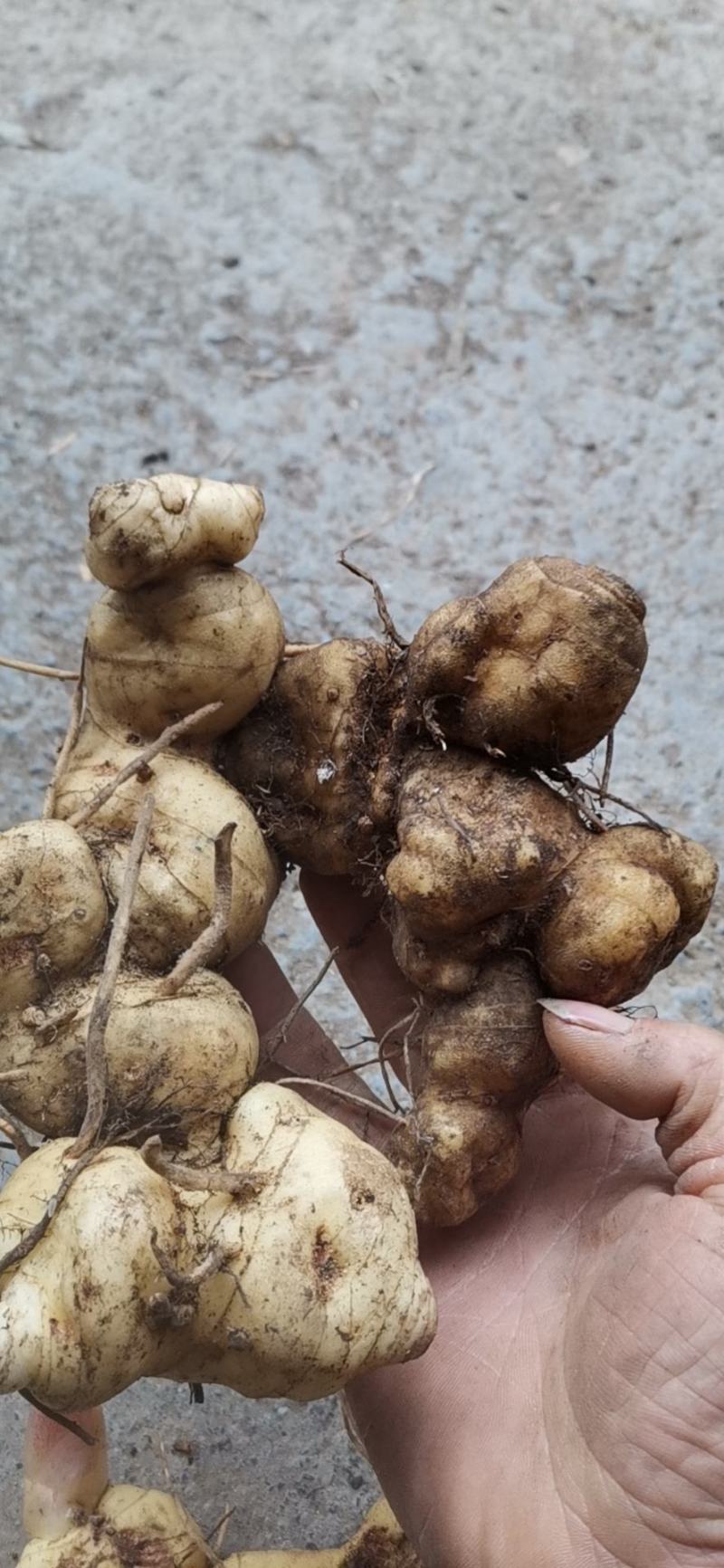 贵州野生黄精鲜货大量有货需要联系