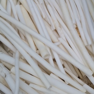 通草有清湿沥水中药材