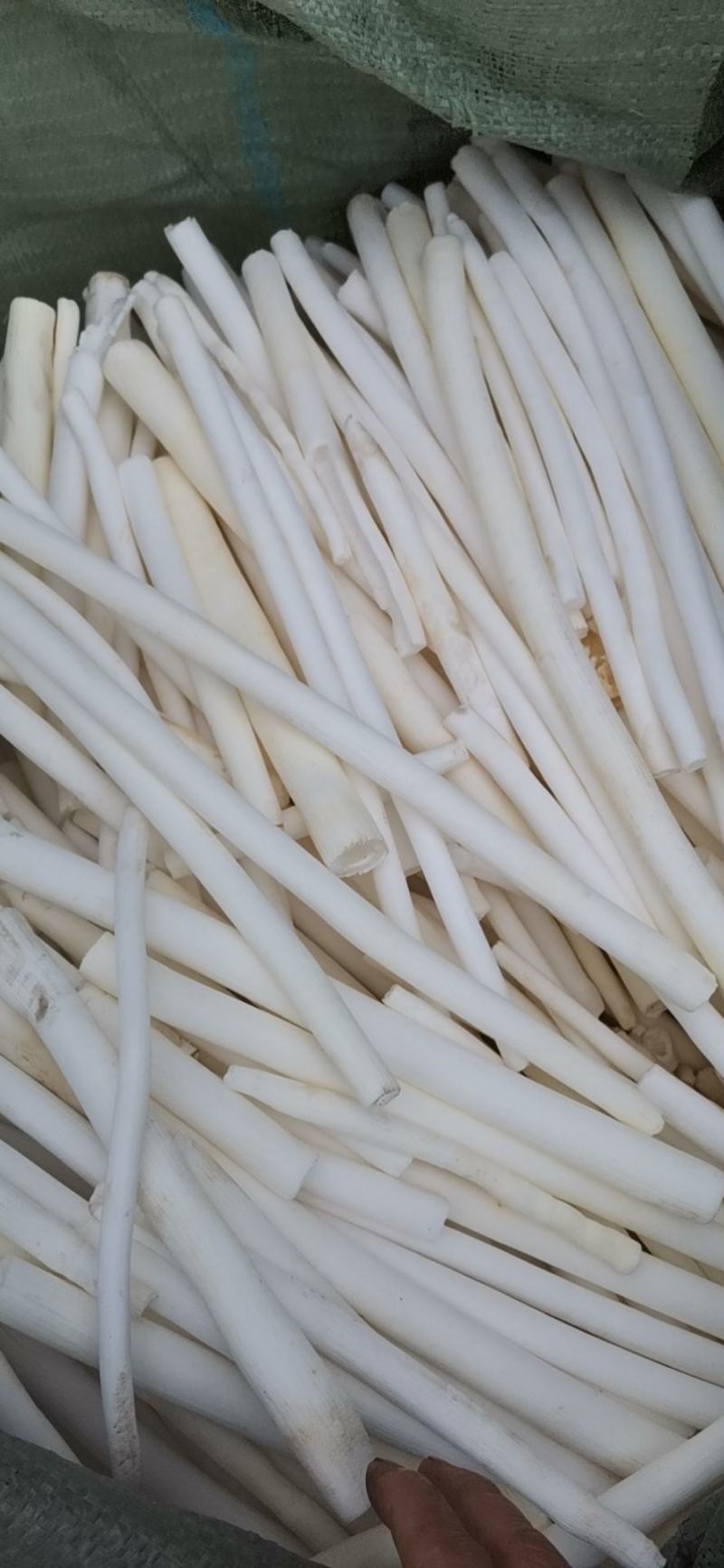 通草有清湿沥水中药材