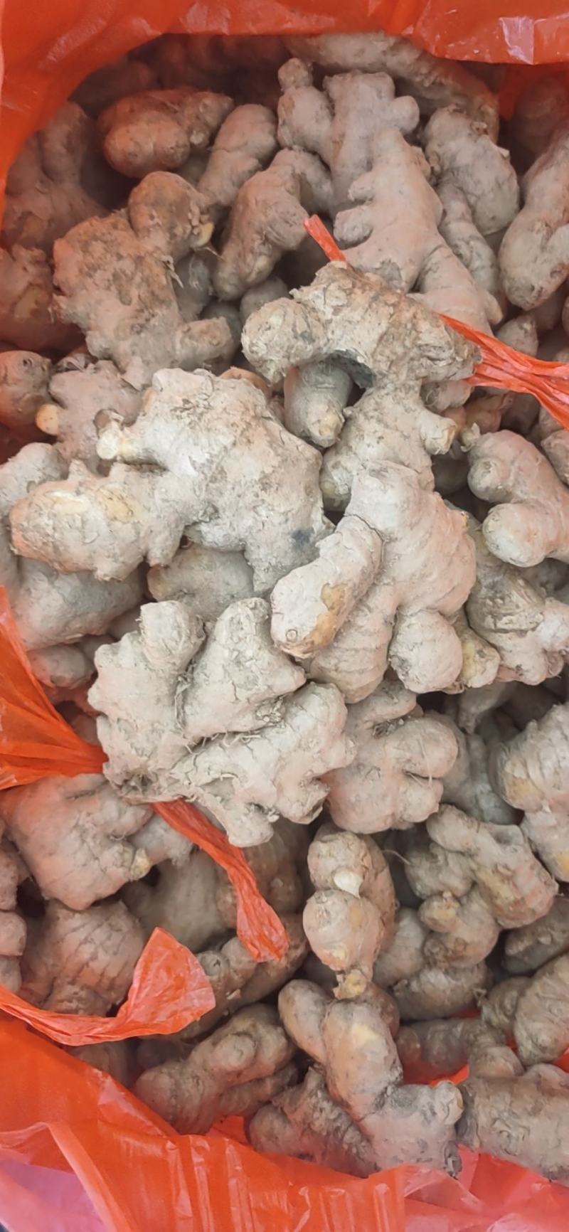精品姜母，欢迎您在线订购，量大从优！
