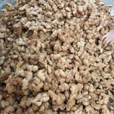 精品姜母，欢迎您在线订购，量大从优！
