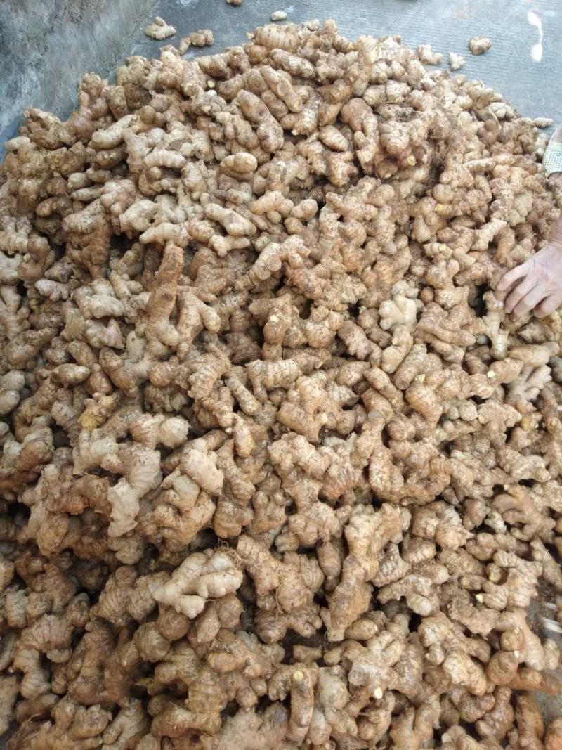 精品姜母，欢迎您在线订购，量大从优！