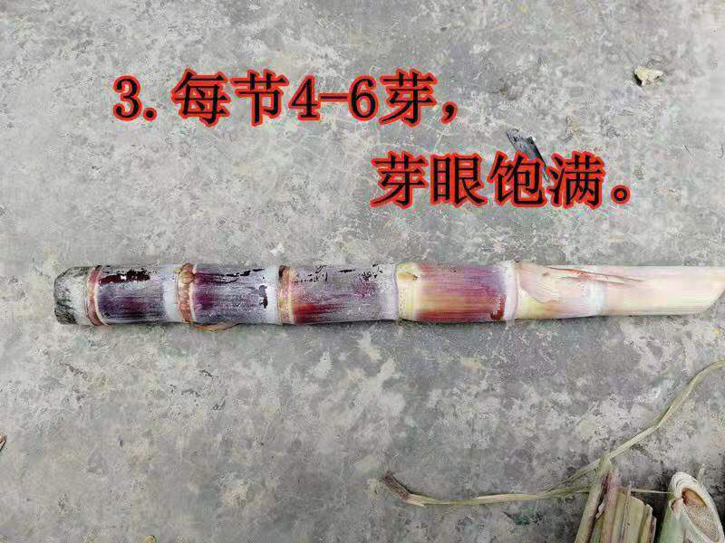 甘蔗种苗，脱毒种，广西大灰种，本地种，黄皮甘蔗种。