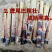甘蔗种苗，脱毒种，广西大灰种，本地种，黄皮甘蔗种。