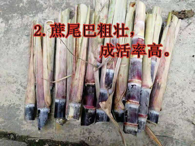 甘蔗种苗，脱毒种，广西大灰种，本地种，黄皮甘蔗种。
