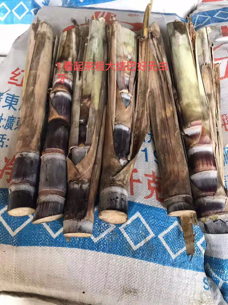 甘蔗种苗，脱毒种，广西大灰种，本地种，黄皮甘蔗种。