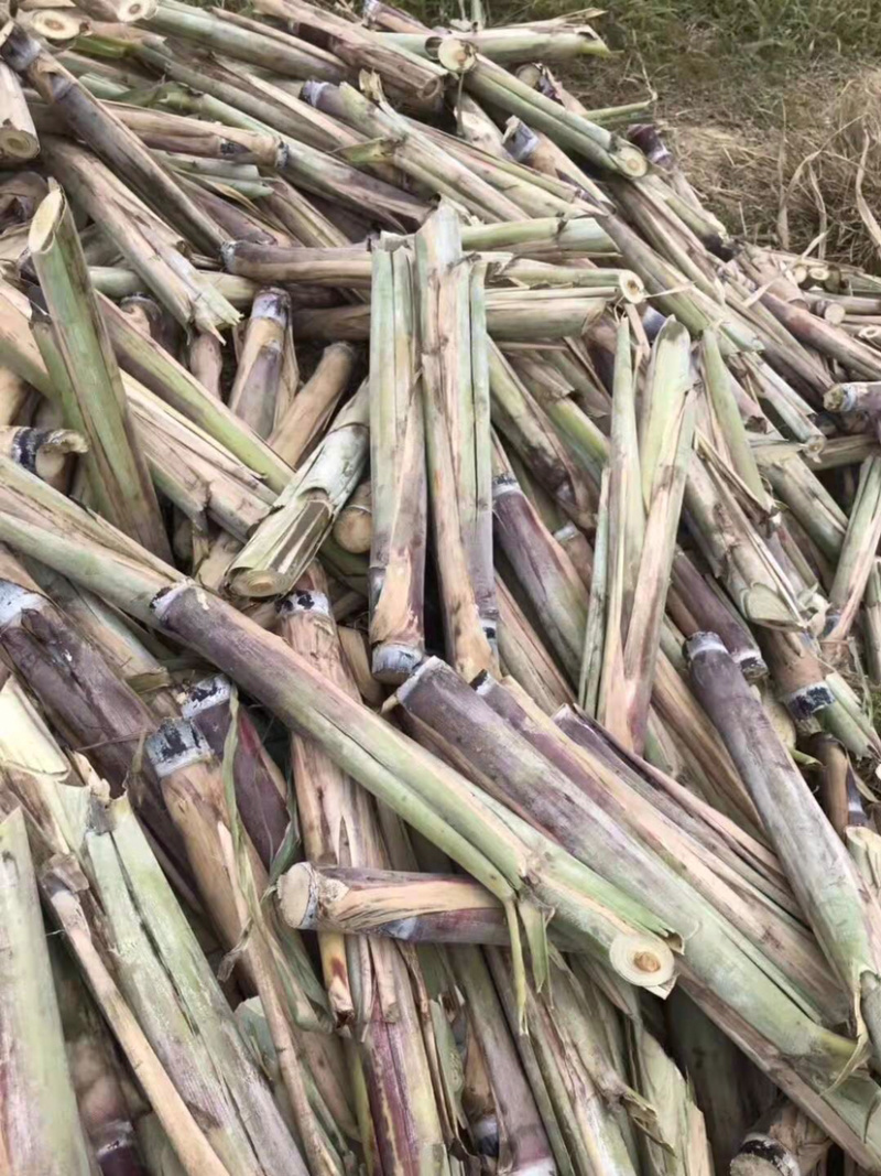 甘蔗种苗，脱毒种，广西大灰种，本地种，黄皮甘蔗种。