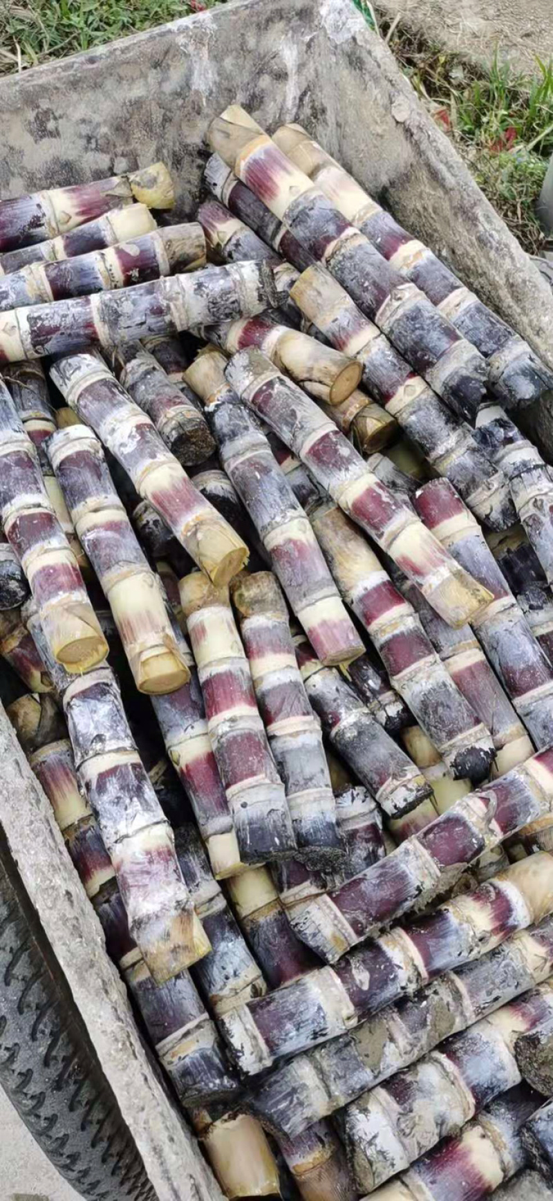 甘蔗种苗，脱毒种，广西大灰种，本地种，黄皮甘蔗种。
