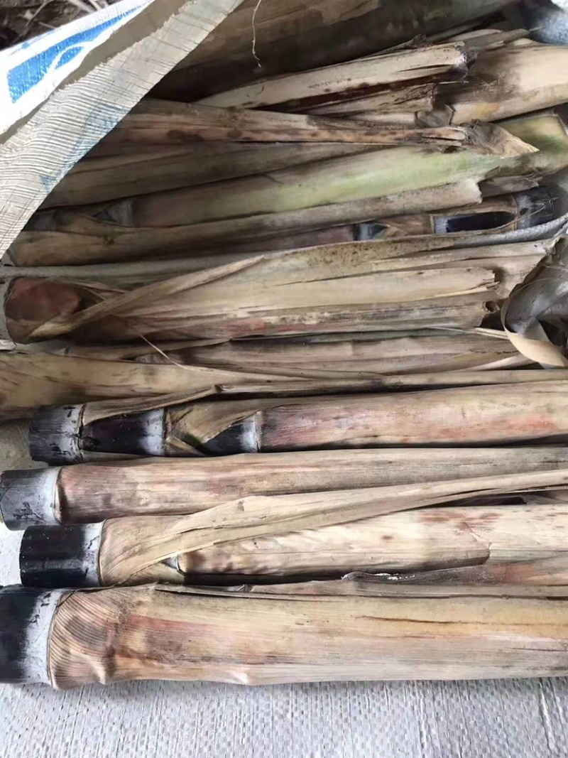 甘蔗种苗，脱毒种，广西大灰种，本地种，黄皮甘蔗种。