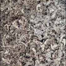 云南竹节参四年苗