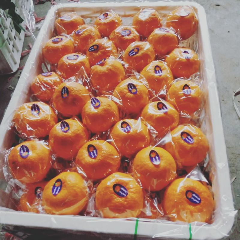 湖南湘西精品纽荷尔脐橙~大量上市中好货不容错过价格实惠