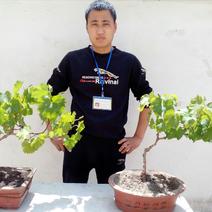 新品种特色盆栽葡萄。