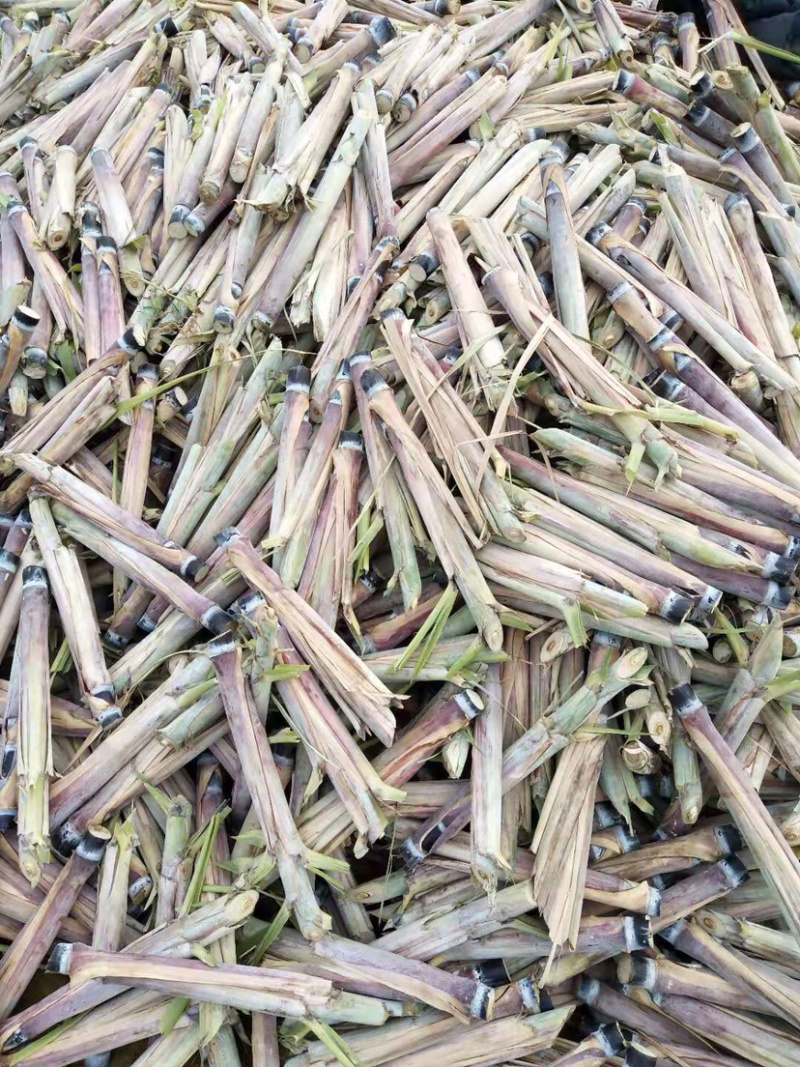 甘蔗种苗，脱毒种，广西大灰种，本地种，黄皮甘蔗种。