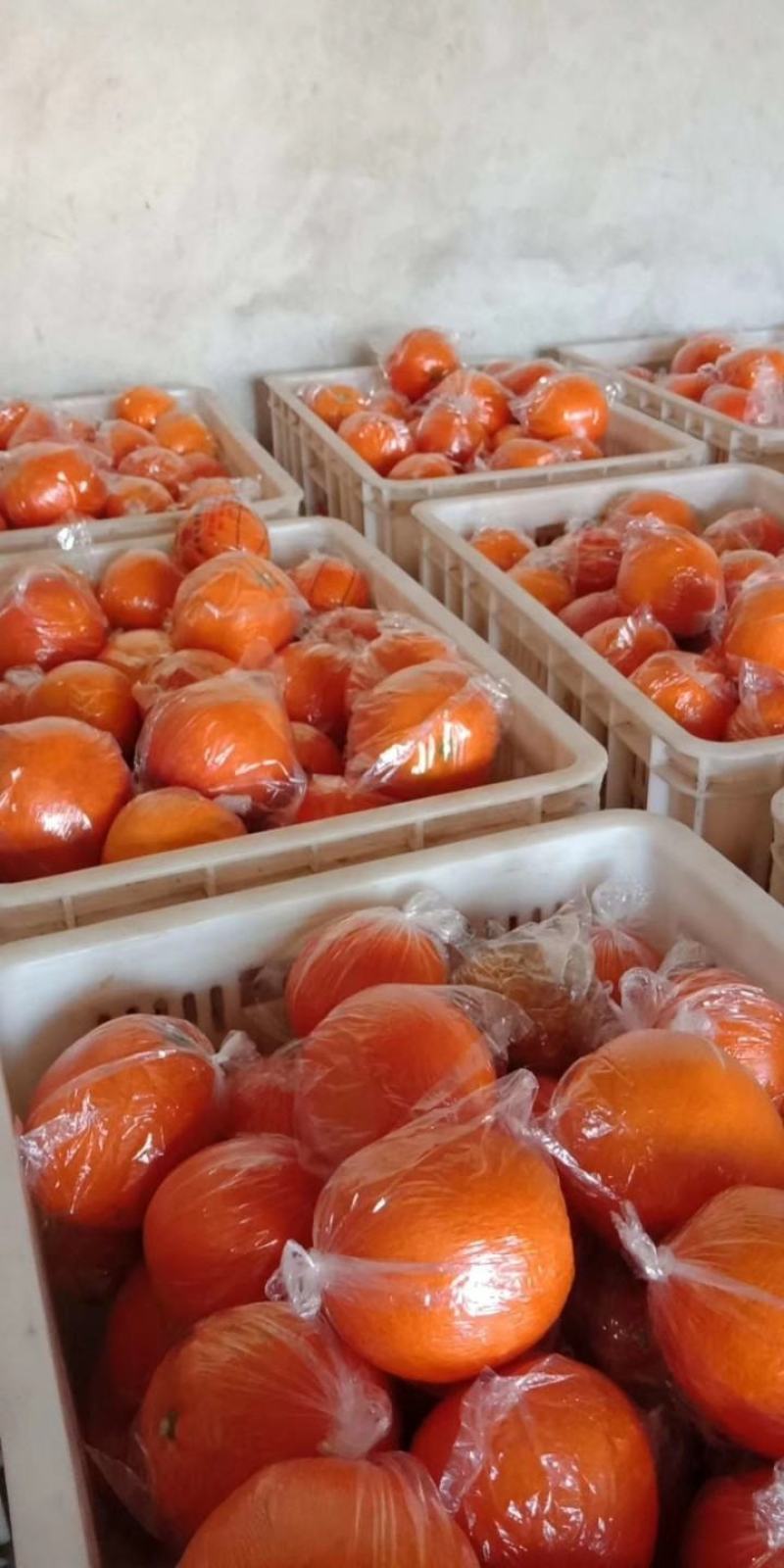 湖南湘西精品纽荷尔脐橙~大量上市中好货不容错过价格实惠