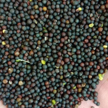 油菜籽，油菜籽，油菜籽