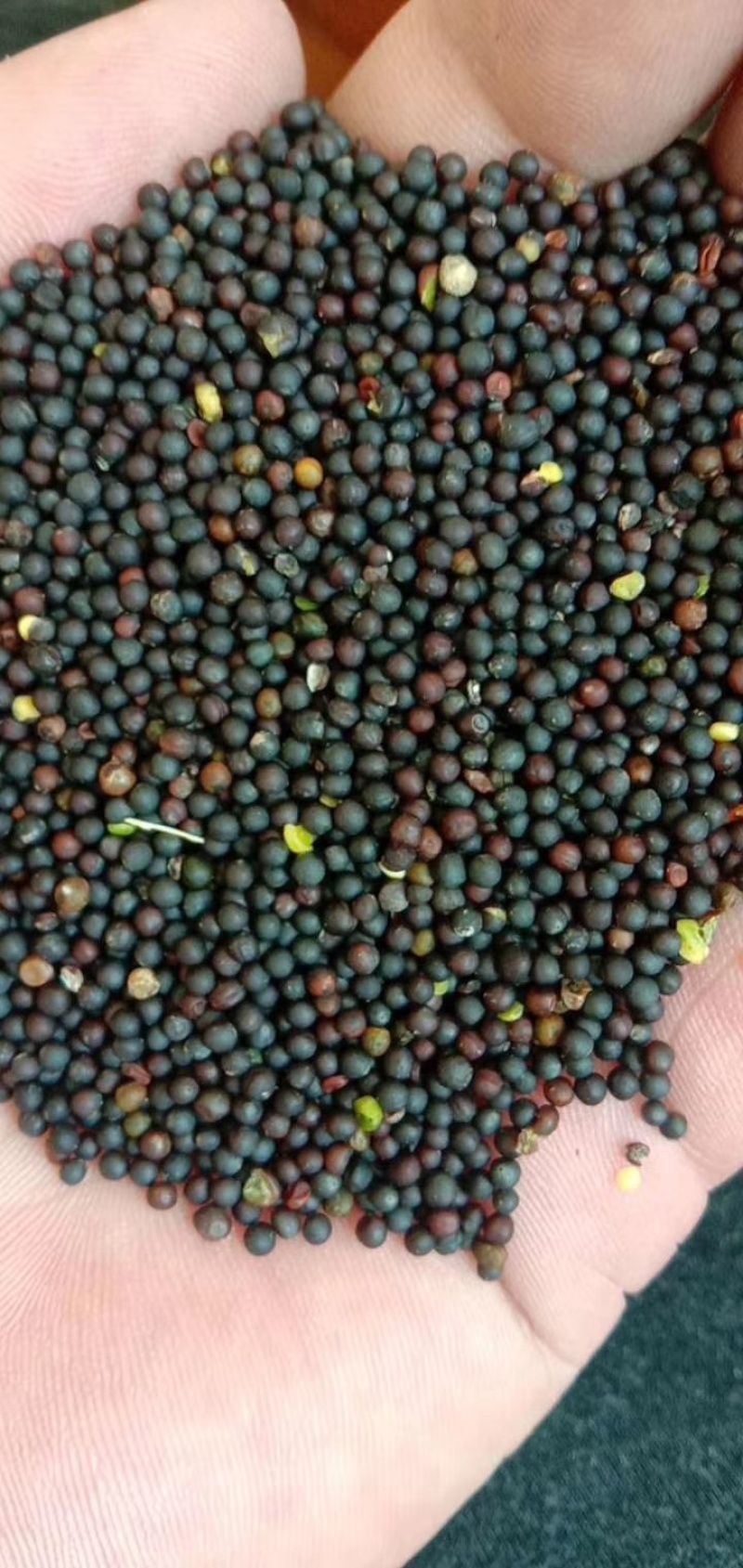 油菜籽，油菜籽，油菜籽