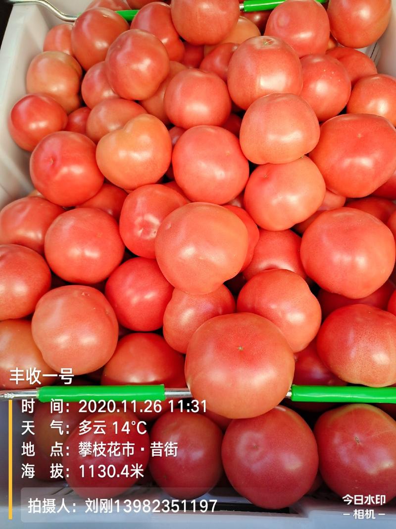 四川米易硬粉精品西红柿