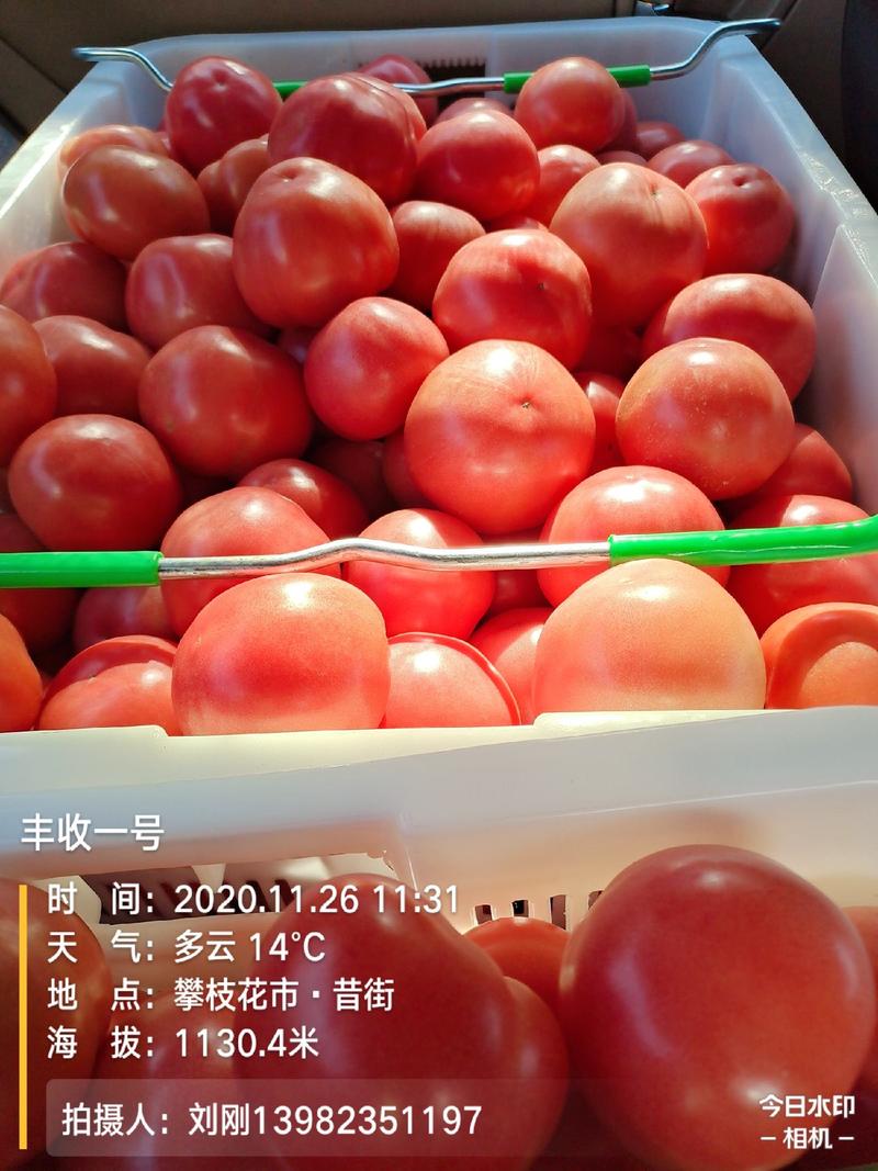 四川米易硬粉精品西红柿