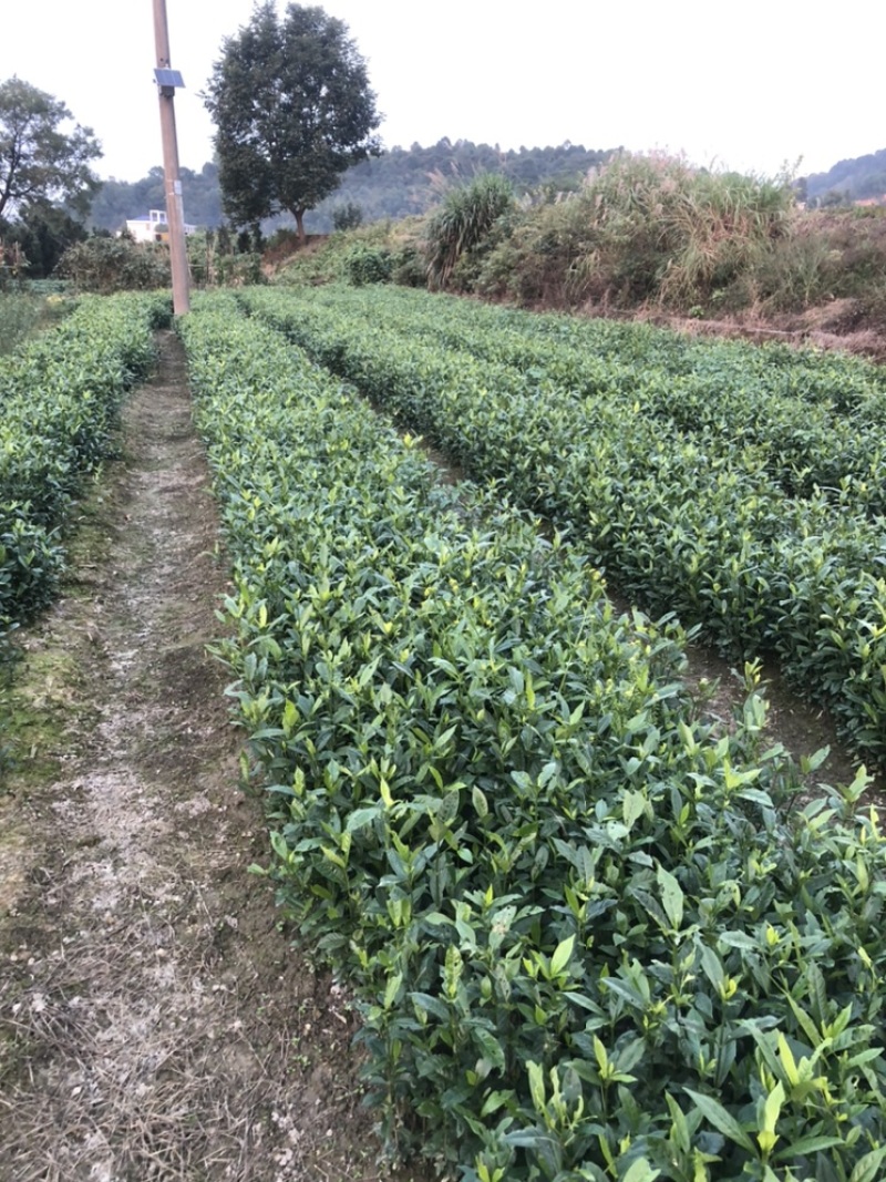 桅子花苗药食两用绿化工程用苗大型药材基地用苗成活率高